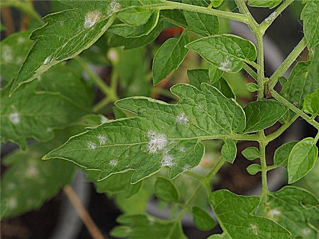 Why spots appear on the leaves of tomatoes