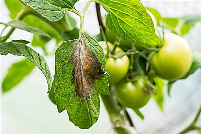 How to treat yellow spots on tomato leaves