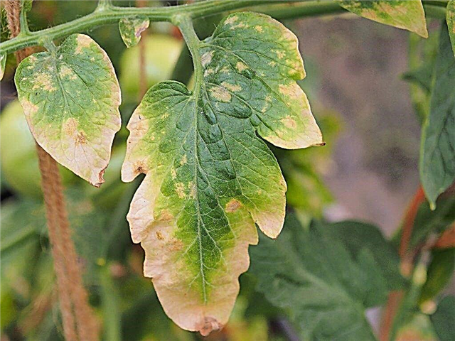 Why do the leaves of tomatoes in a greenhouse get sick and turn yellow?