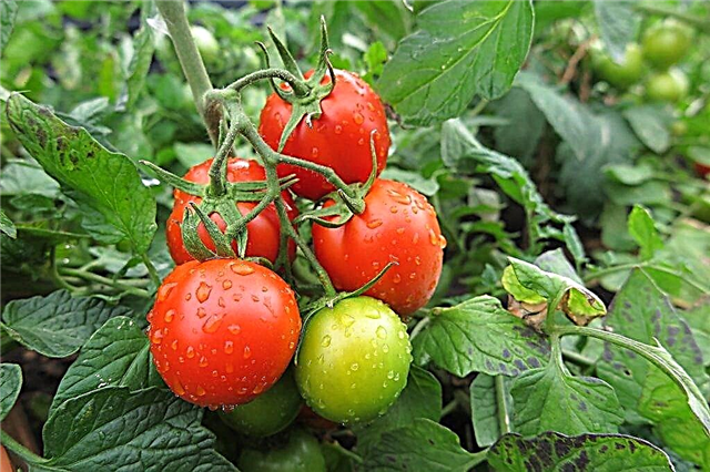 Descripción del tomate Logane