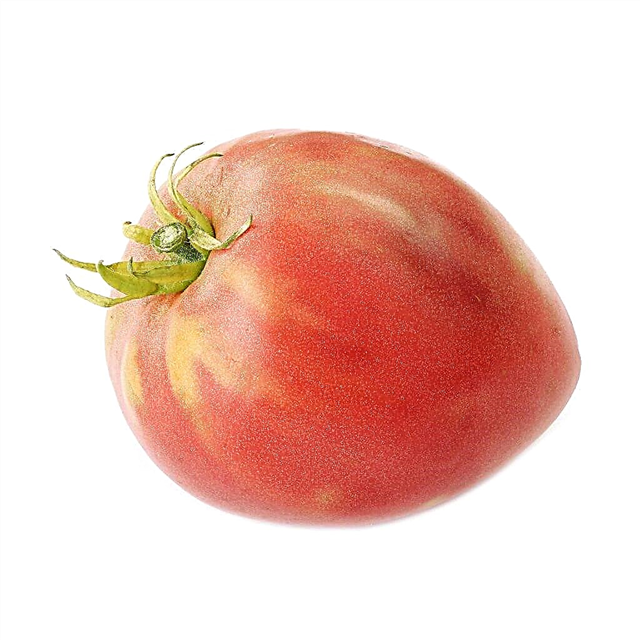 Pomidorų Nastenka aprašymas