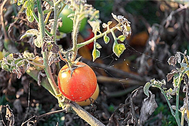 토마토 모종에서 말린 잎을 다루는 방법