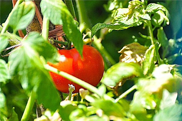 Características dos tomates Snegir