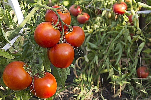 Beschrijving van Tyler-tomaat