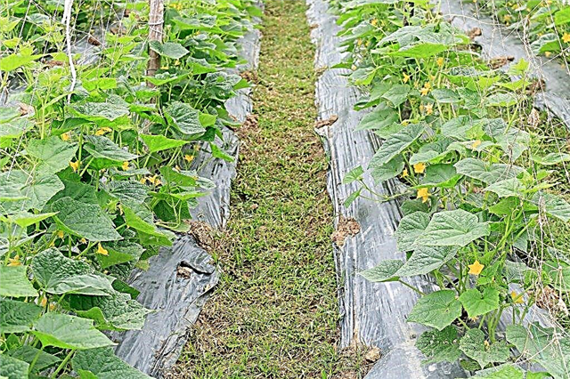 Regras para o cultivo de pepinos sob spunbond