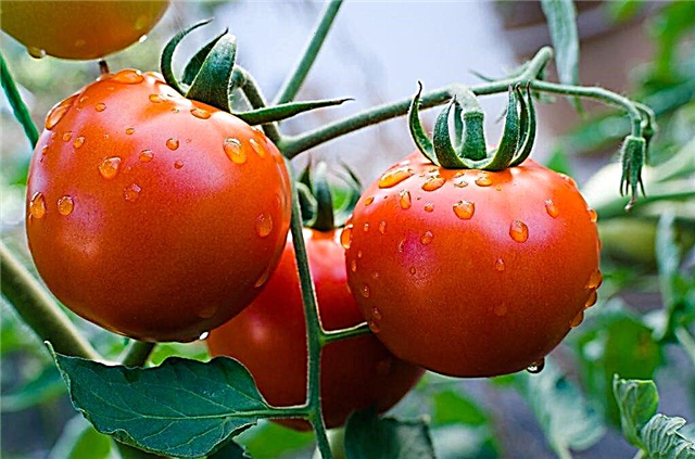 Descripción de las mejores variedades de tomates en 2018.