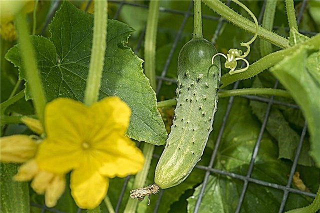 Soorten vroege variëteiten van komkommers