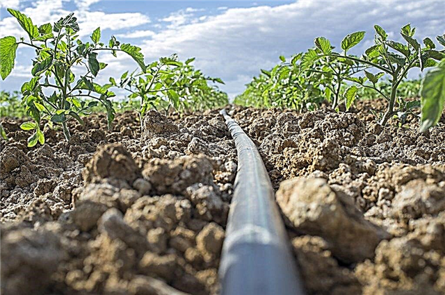 Drip irrigation rules for a tomato