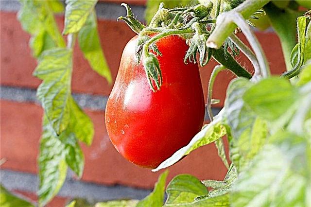 Descrição de tomate Kapia rosa