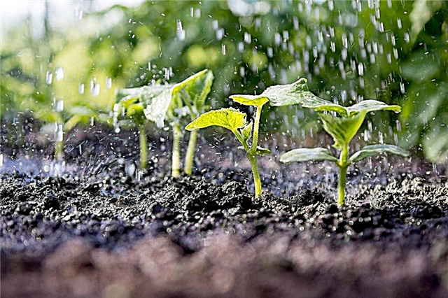 Hvordan ordne vann agurker i et polykarbonatdrivhus