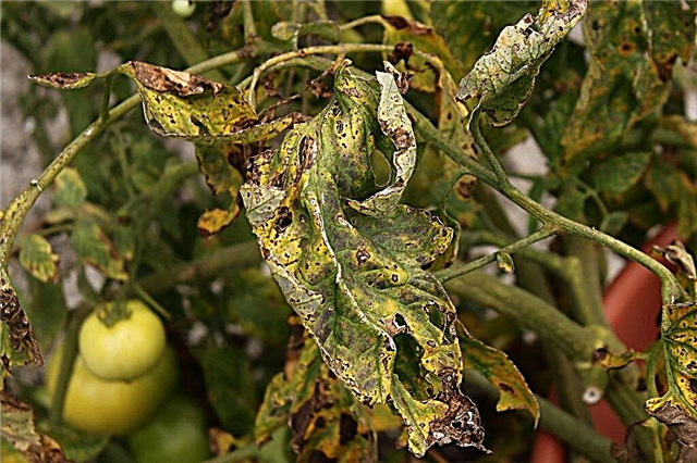 Help for drying and yellowing tomatoes