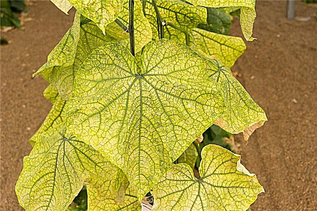 Whitefly in a greenhouse on cucumbers