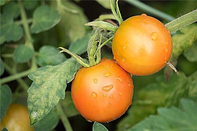 Tratamiento de plántulas de tomate por enfermedades.