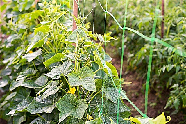 Rules for growing cucumbers on a trellis in the open field