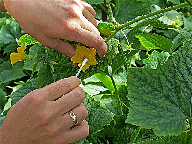 How to pollinate cucumbers yourself