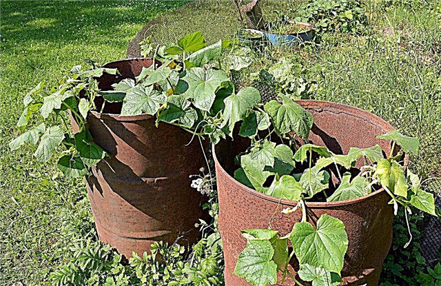 Regels voor het kweken van komkommers in een vat