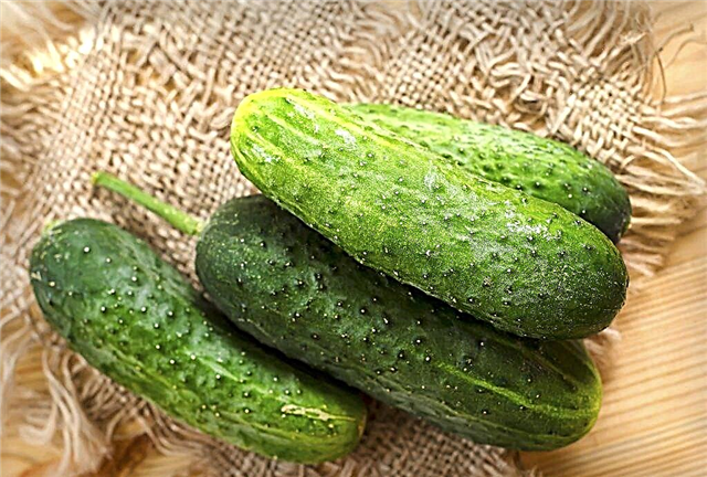 Characteristics of the Tumi cucumber variety