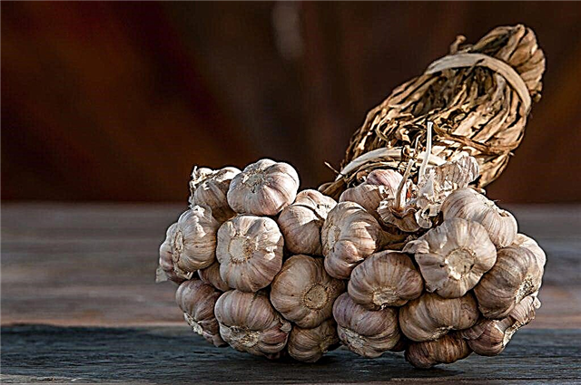 What variety of garlic to choose for the Moscow region