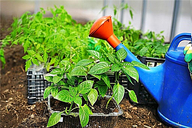 Rules for planting peppers and tomatoes in the same greenhouse