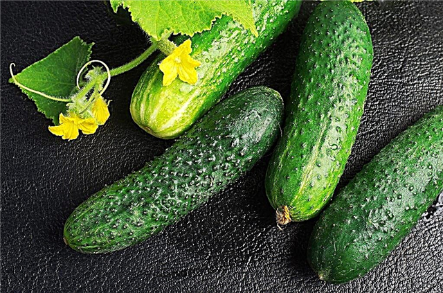 Characteristics of Cedric cucumbers