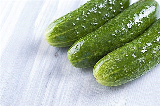 Characteristics of the variety of cucumbers Bogatyrskaya power