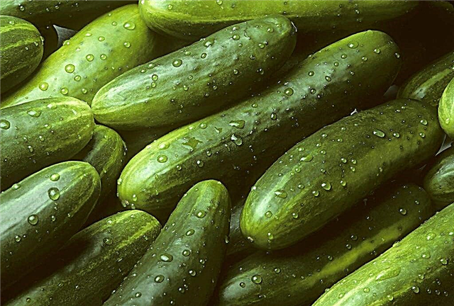 Characteristics of Esaul cucumbers