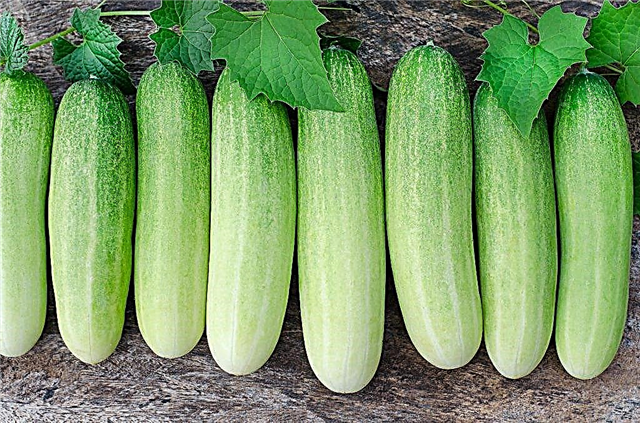 Characteristics of the White Angel cucumber variety