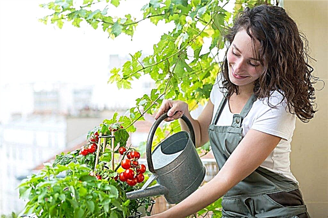 Viršutinis naminių pomidorų sodinukų užpilas