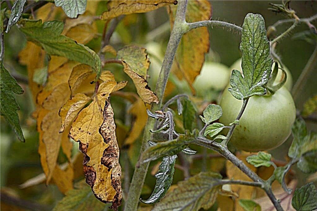 Kāpēc tomātu stādu lapas kļūst dzeltenas