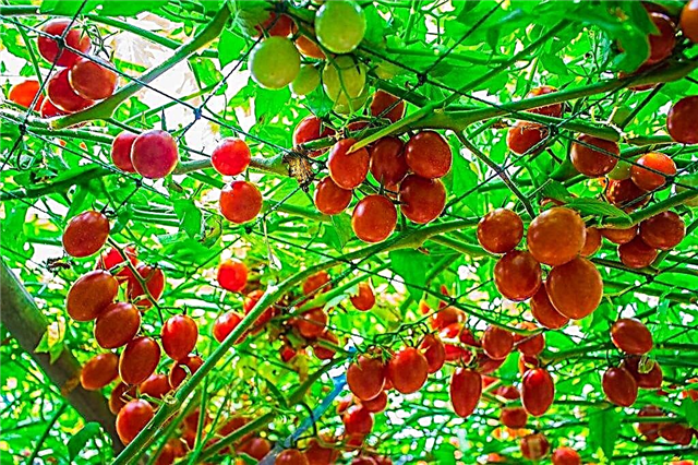 How to grow a tomato tree