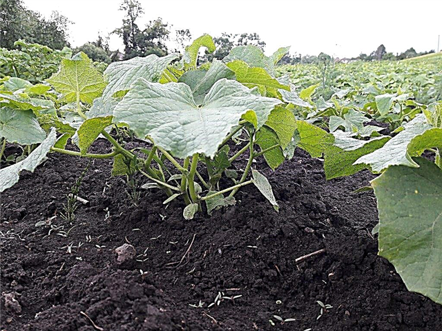Reglas para cultivar pepinos en campo abierto