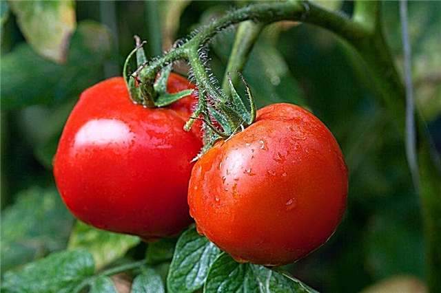 Les meilleures tomates de la région de Moscou