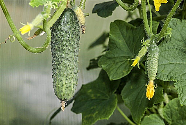 Beschrijving van de variëteit van komkommers Cascade