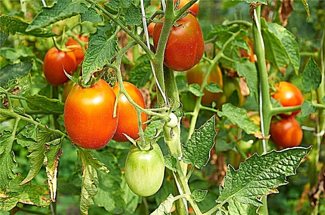 Tomaten Perfectpil f1