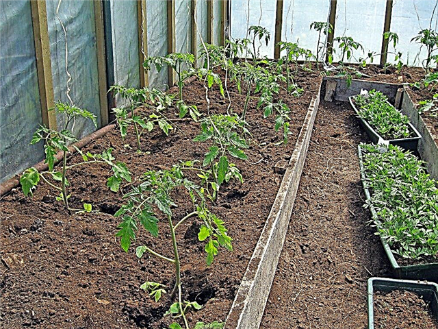 Rules for feeding tomatoes in a greenhouse