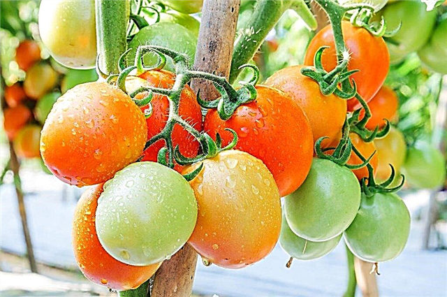 Variedades de variedades de tomate siberiano.