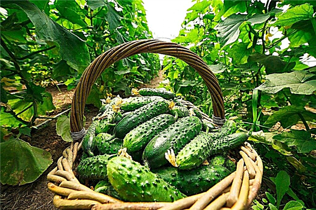 Open field cucumber varieties