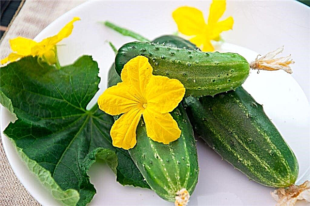 Characteristics of the variety of cucumbers Relay