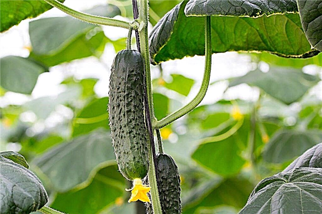 Characteristics of Adam cucumbers