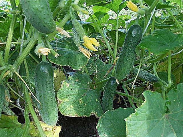 Characteristics of Pasamonte cucumber
