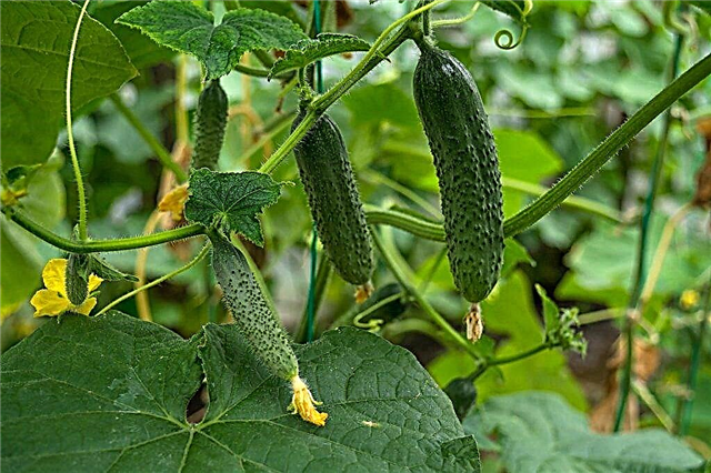 Kenmerken van de Lilliput-komkommer