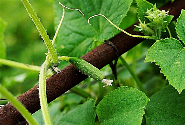 What trace elements are missing in cucumbers
