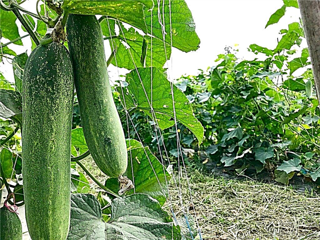 Descriptions of varieties of long cucumbers