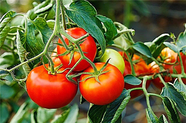 Optimum temperature for growing tomatoes