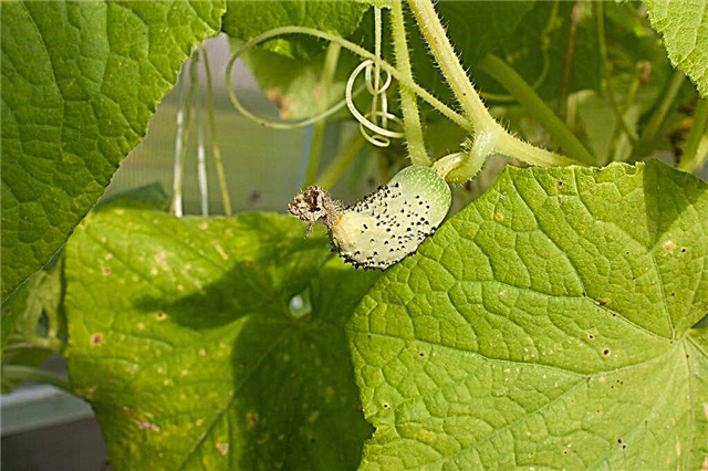 Causes of falling and yellowing of cucumber ovaries in a greenhouse