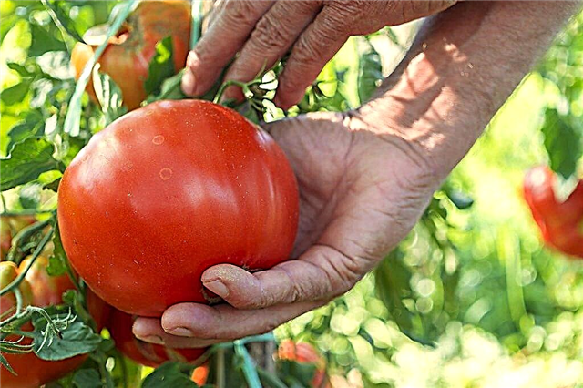 Tomato yang paling popular untuk Siberia