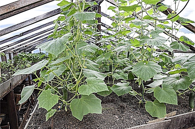 Planting and growing cucumbers in a greenhouse