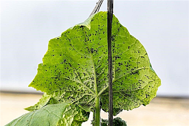 Evde salatalıklarda yaprak bitleri ile nasıl baş edilir