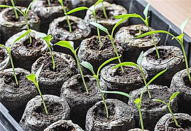 What to do if the cucumber seedlings are stretched