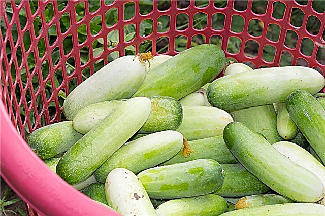 Description of varieties of white cucumbers